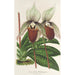 Reproduction of the painting Cypripedium Veitchianum - Charles Antoine Lemaire