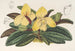 Cypripedium concolor - Charles Antoine Lemaire — artwork view
