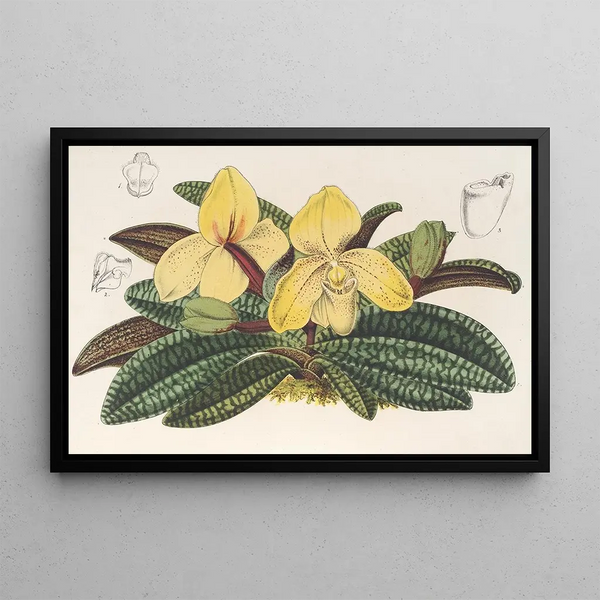 Cypripedium concolor - Charles Antoine Lemaire — framed artwork on a wall