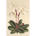 Cypripedium niveum - Charles Antoine Lemaire — artwork view