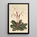 Cypripedium niveum - Charles Antoine Lemaire — framed artwork on a wall