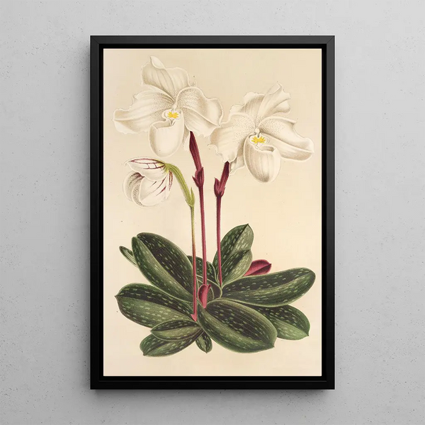 Cypripedium niveum - Charles Antoine Lemaire — framed artwork on a wall