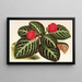 Cyrtodeira fulgida - Charles Antoine Lemaire — framed artwork on a wall