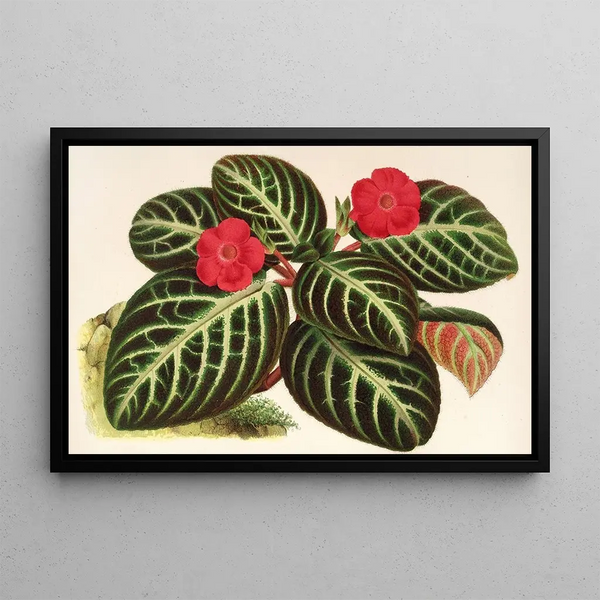 Cyrtodeira fulgida - Charles Antoine Lemaire — framed artwork on a wall