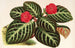 Cyrtodeira fulgida - Charles Antoine Lemaire — artwork view