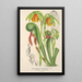 Reproduction of the painting Darlingtonia californica - Charles Antoine Lemaire