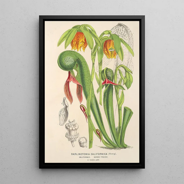 Reproduction of the painting Darlingtonia californica - Charles Antoine Lemaire