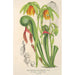 Reproduction of the painting Darlingtonia californica - Charles Antoine Lemaire