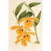 Dendrobium chrysotis - Charles Antoine Lemaire — artwork view