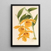 Dendrobium chrysotis - Charles Antoine Lemaire — framed artwork on a wall