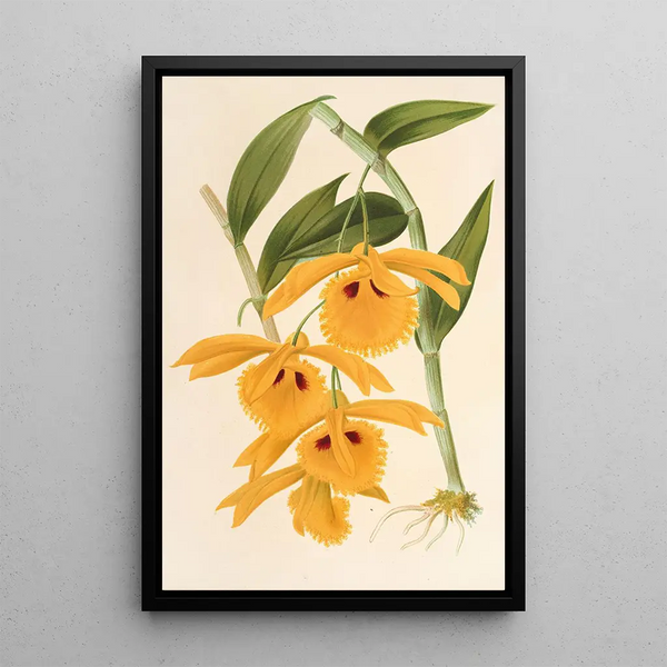 Dendrobium chrysotis - Charles Antoine Lemaire — framed artwork on a wall
