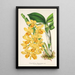 Reproduction of the painting Dendrobium chrysotoxum - Charles Antoine Lemaire
