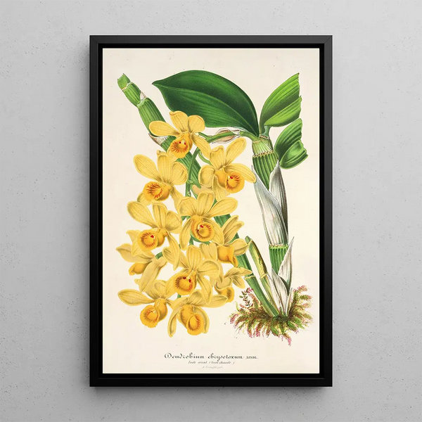 Reproduction of the painting Dendrobium chrysotoxum - Charles Antoine Lemaire