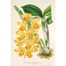 Reproduction of the painting Dendrobium chrysotoxum - Charles Antoine Lemaire
