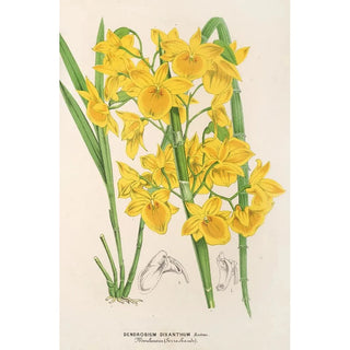 Charles Antoine Lemaire - Dendrobium dixanthum.webp