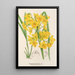 Dendrobium dixanthum - Charles Antoine Lemaire — framed artwork on a wall