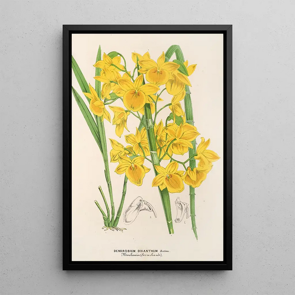 Dendrobium dixanthum - Charles Antoine Lemaire — framed artwork on a wall