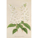 Deutzia crenata Zucc à fleurs pleines - Charles Antoine Lemaire — artwork view