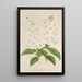 Deutzia crenata Zucc à fleurs pleines - Charles Antoine Lemaire — framed artwork on a wall