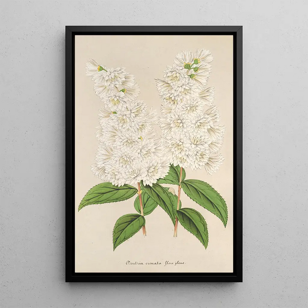 Deutzia crenata Zucc à fleurs pleines - Charles Antoine Lemaire — framed artwork on a wall