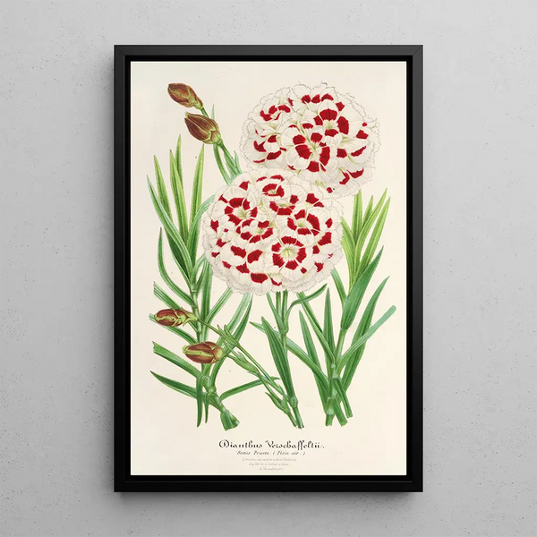 Reproduction of the painting Dianthus Verschaffeltii - Charles Antoine Lemaire