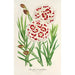 Reproduction of the painting Dianthus Verschaffeltii - Charles Antoine Lemaire