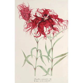 Charles Antoine Lemaire - Dianthus cincinnatus.webp