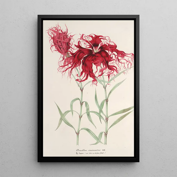 Dianthus cincinnatus - Charles Antoine Lemaire — framed artwork on a wall