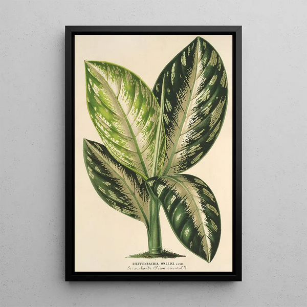 Reproduction of the painting Dieffenbachia Wallisi - Charles Antoine Lemaire