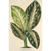 Reproduction of the painting Dieffenbachia Wallisi - Charles Antoine Lemaire
