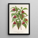 Reproduction of the painting Diervilla Weigelia multiflora - Charles Antoine Lemaire