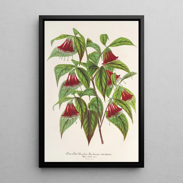 Reproduction of the painting Diervilla Weigelia multiflora - Charles Antoine Lemaire