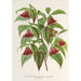 Reproduction of the painting Diervilla Weigelia multiflora - Charles Antoine Lemaire