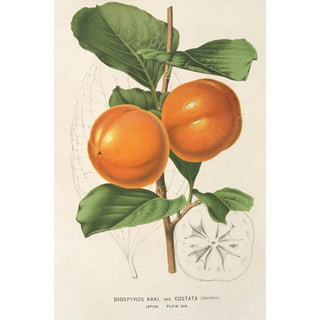 Charles Antoine Lemaire - Diospyros Kaki var costata.webp