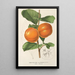 Diospyros Kaki var costata - Charles Antoine Lemaire — framed artwork on a wall