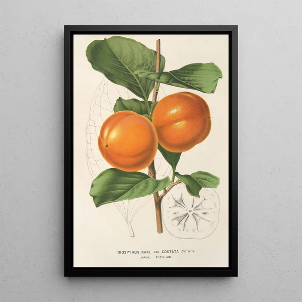 Diospyros Kaki var costata - Charles Antoine Lemaire — framed artwork on a wall
