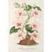 Dipladenia nobilis - Charles Antoine Lemaire — artwork view