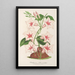 Dipladenia nobilis - Charles Antoine Lemaire — framed artwork on a wall