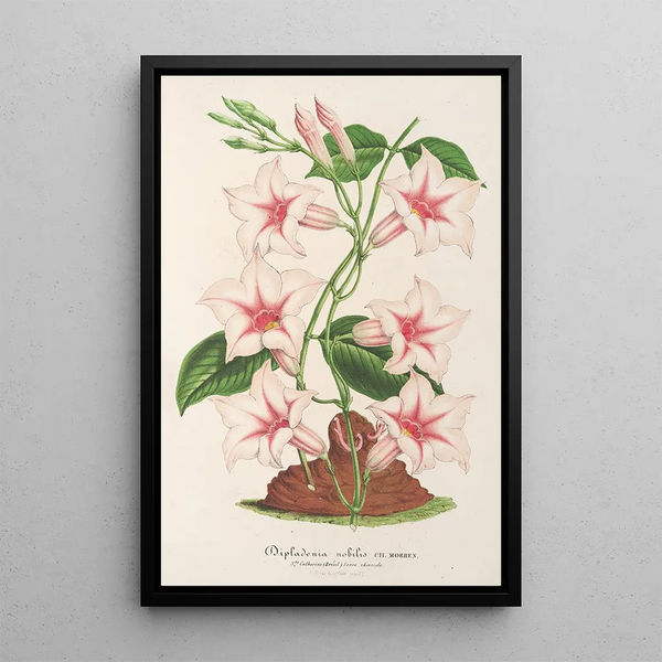 Dipladenia nobilis - Charles Antoine Lemaire — framed artwork on a wall