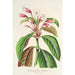 Dipteracanthus Herbstii - Charles Antoine Lemaire — artwork view