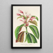 Dipteracanthus Herbstii - Charles Antoine Lemaire — framed artwork on a wall