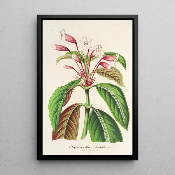 Dipteracanthus Herbstii - Charles Antoine Lemaire — framed artwork on a wall