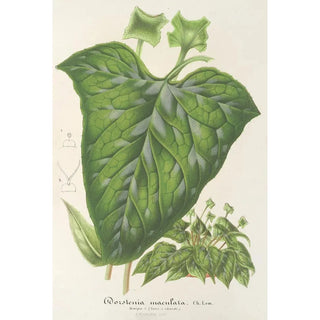 Charles Antoine Lemaire - Dorstenia maculata.webp