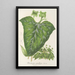 Dorstenia maculata - Charles Antoine Lemaire — framed artwork on a wall