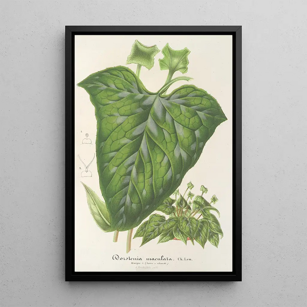 Dorstenia maculata - Charles Antoine Lemaire — framed artwork on a wall
