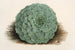 Echeveria rosacea - Charles Antoine Lemaire — artwork view