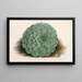Echeveria rosacea - Charles Antoine Lemaire — framed artwork on a wall