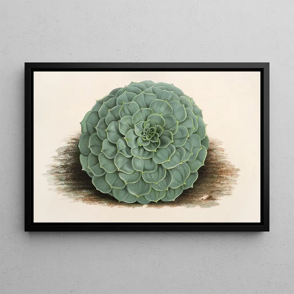 Echeveria rosacea - Charles Antoine Lemaire — framed artwork on a wall
