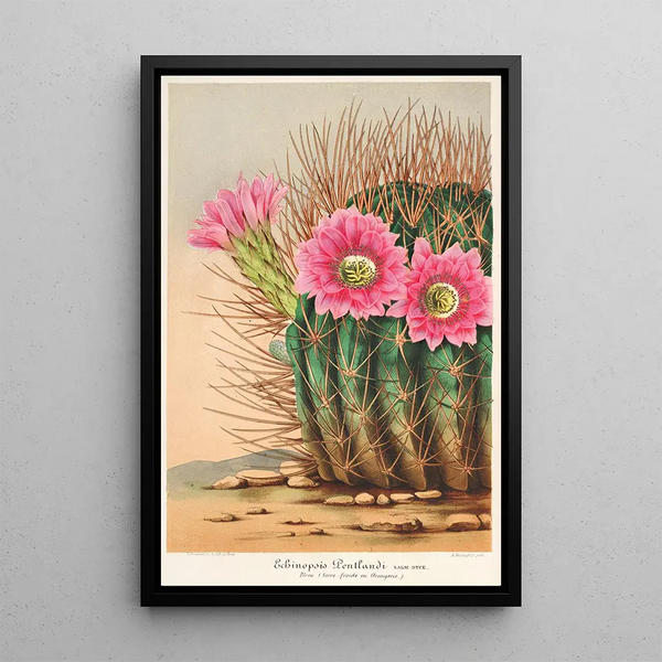 Reproduction of the painting Echinopsis Pentlandi - Charles Antoine Lemaire