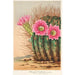 Reproduction of the painting Echinopsis Pentlandi - Charles Antoine Lemaire